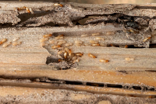 Best Pest Control Near Me  in Fairmount, IN